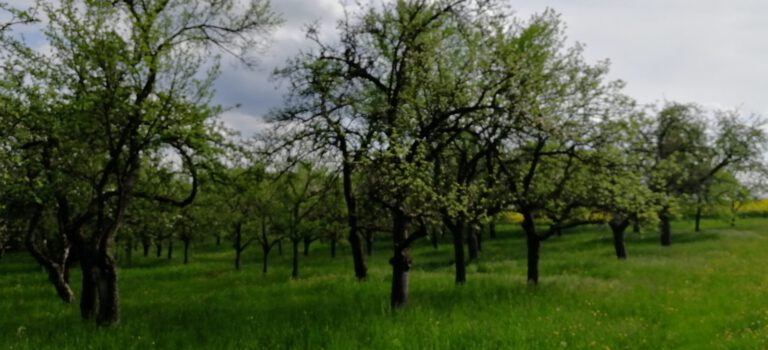 Streuobst für alle – Förderung erhalten!